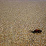 bee on the wet sand