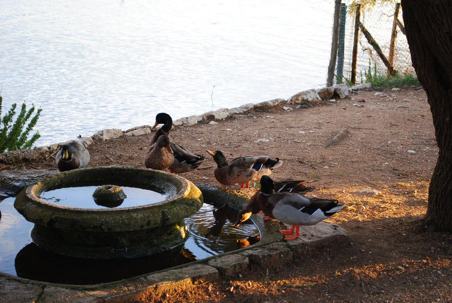 Mallards at Fogliano