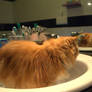 Cat in the Bathroom