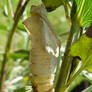 a butterfly's cocoon 1