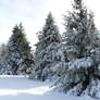 snowy fir trees 3