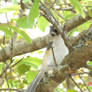 Tufted Titmouse