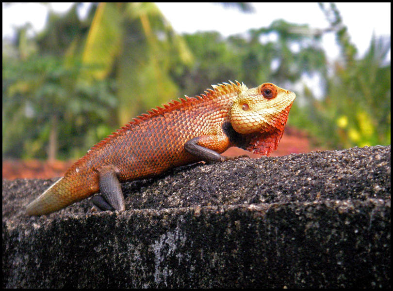 Colour Changing Lizard - Red by ChocoboRyo on DeviantArt