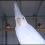 White Cockatiel