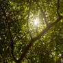 Sun Through Tree 2