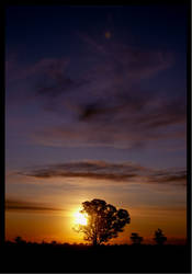 One Tree Sunset