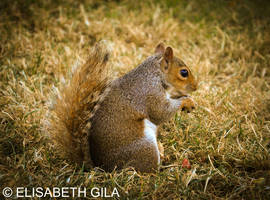 Squirrel in London