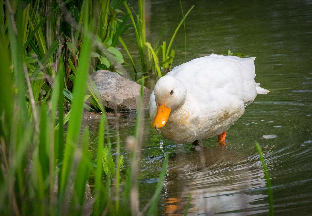 Ente by Buntschatten1 on DeviantArt