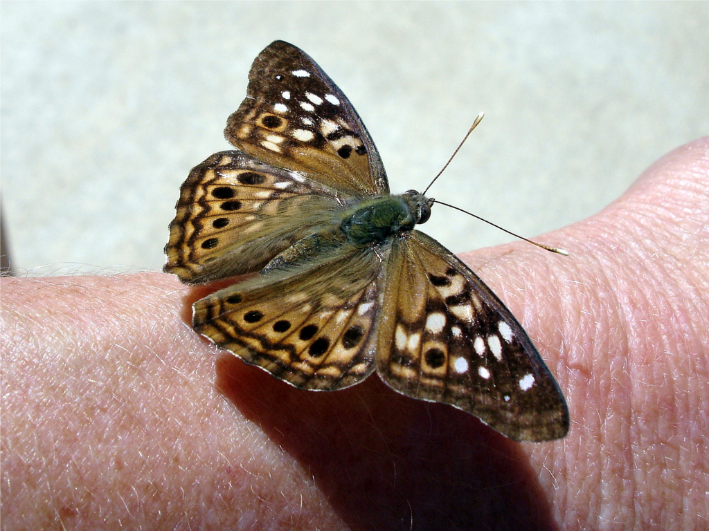 Butterfly Visit