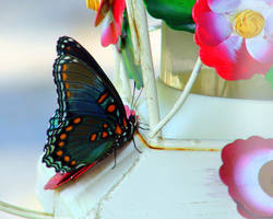 Butterfly on Feeder