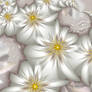 White Blooms
