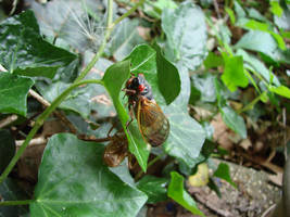 Cicada Hatch-out in Natchez, MS