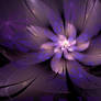 Purple Blossom