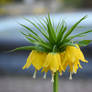 Yellow Flower