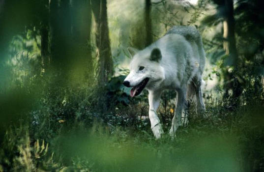 white wolf