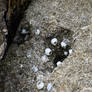 White Barnacles on Coquina Rock