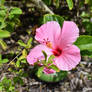 Seminole Pink Hibiscus