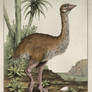 Elephant Bird