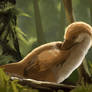 Serikornis sungei