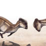 Sparring Stegoceras