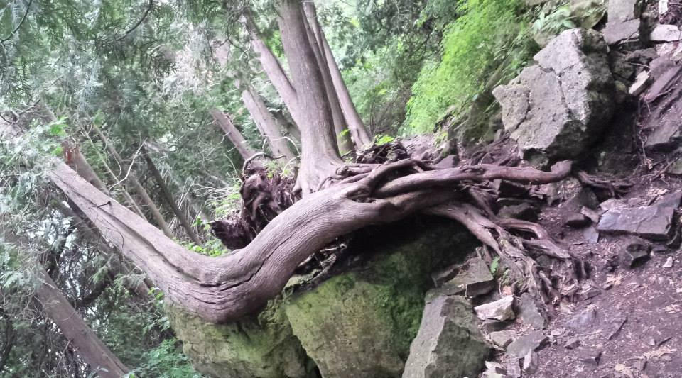 Exhausted Tree The Very Tired Tree by brainsaw777 on DeviantArt