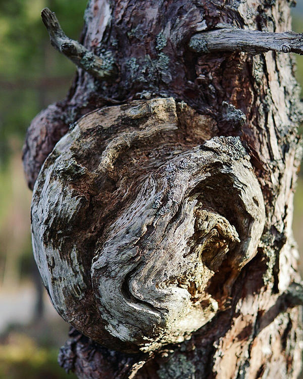 Alien tree by sHavYpus on DeviantArt