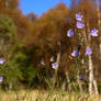 Bluebells