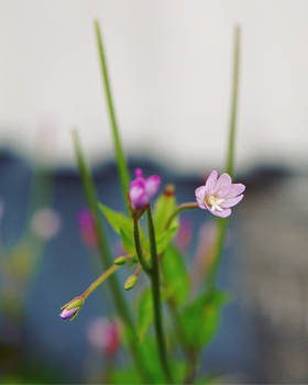 tiny flower