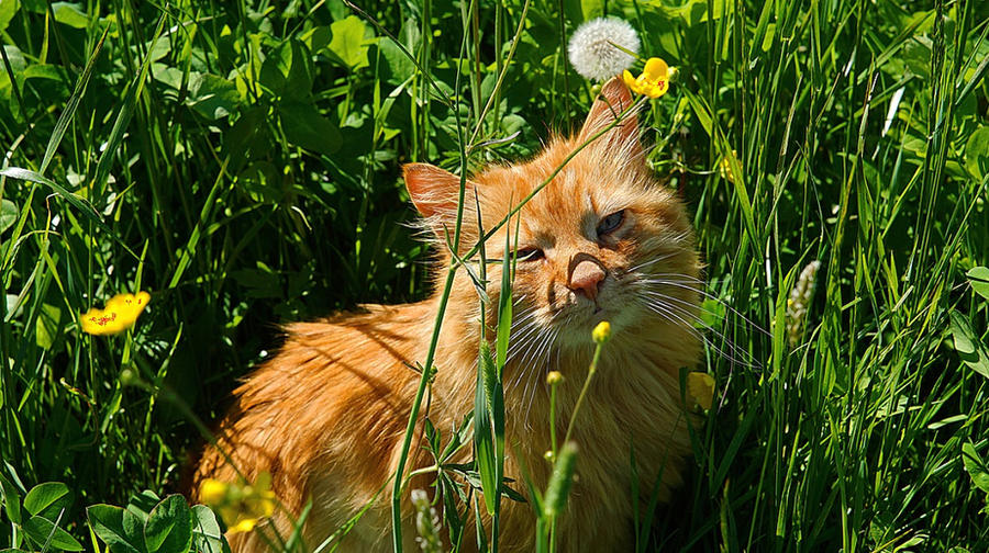 Ginger Rambo Rambo the Siberian ginger fluffball by sHavYpus on DeviantArt