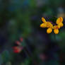 little yellow flower