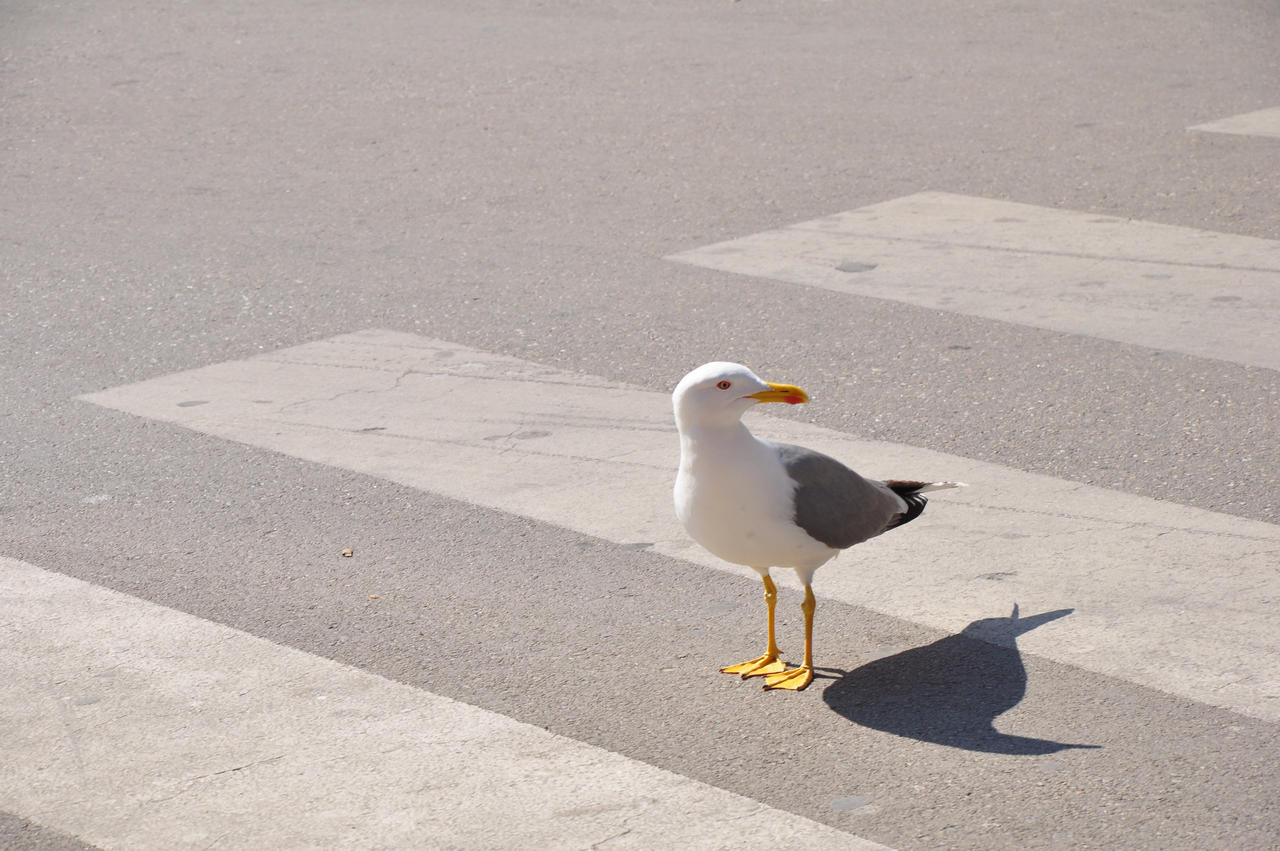 Respecting Zebra Crossing