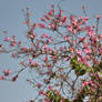 pink on blue sky