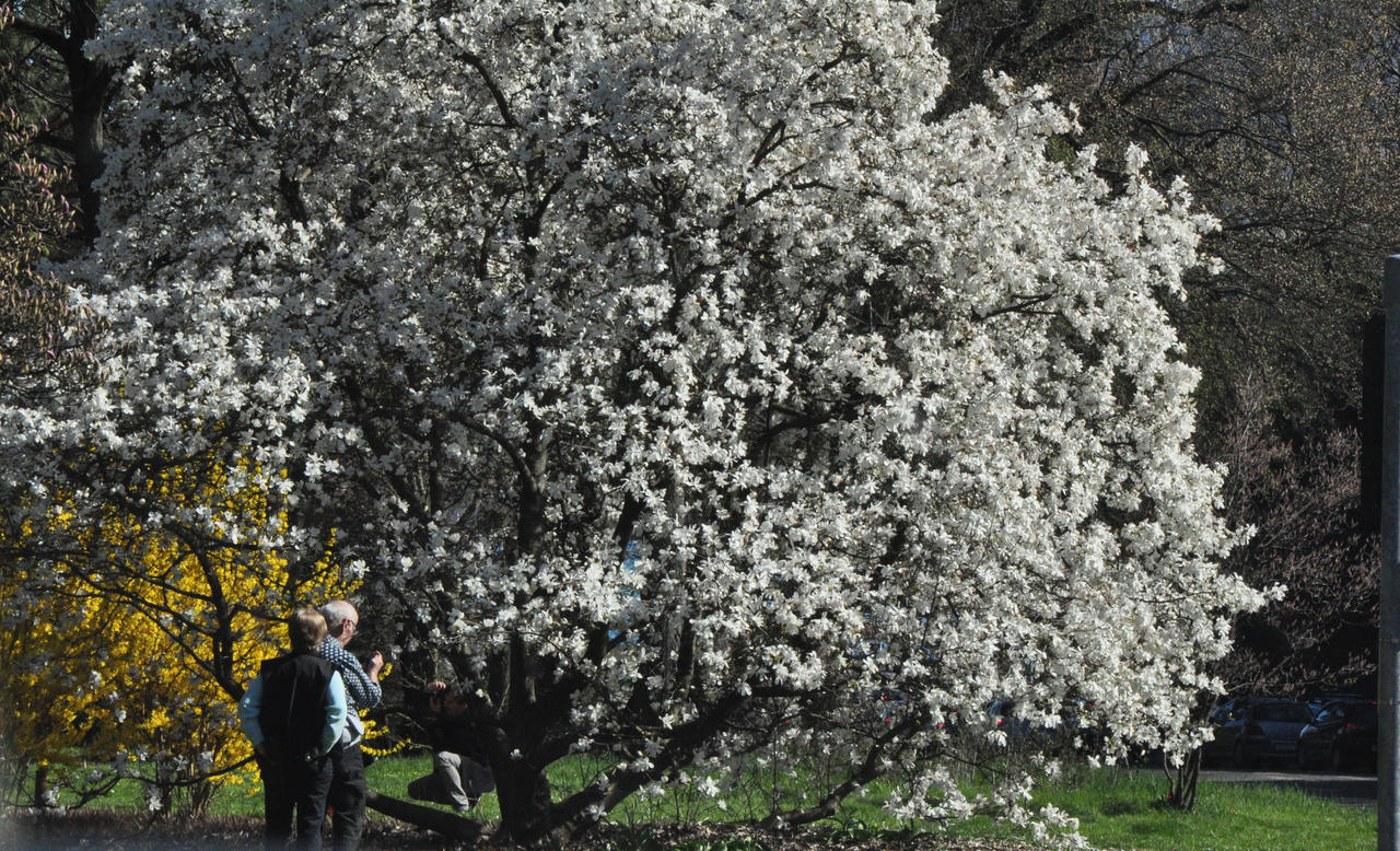 exploring spring beauty