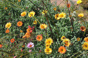 flowers on field