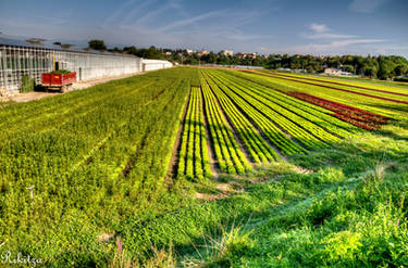 Fields in Gaillard