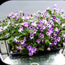 Flowers on table in Bucharest