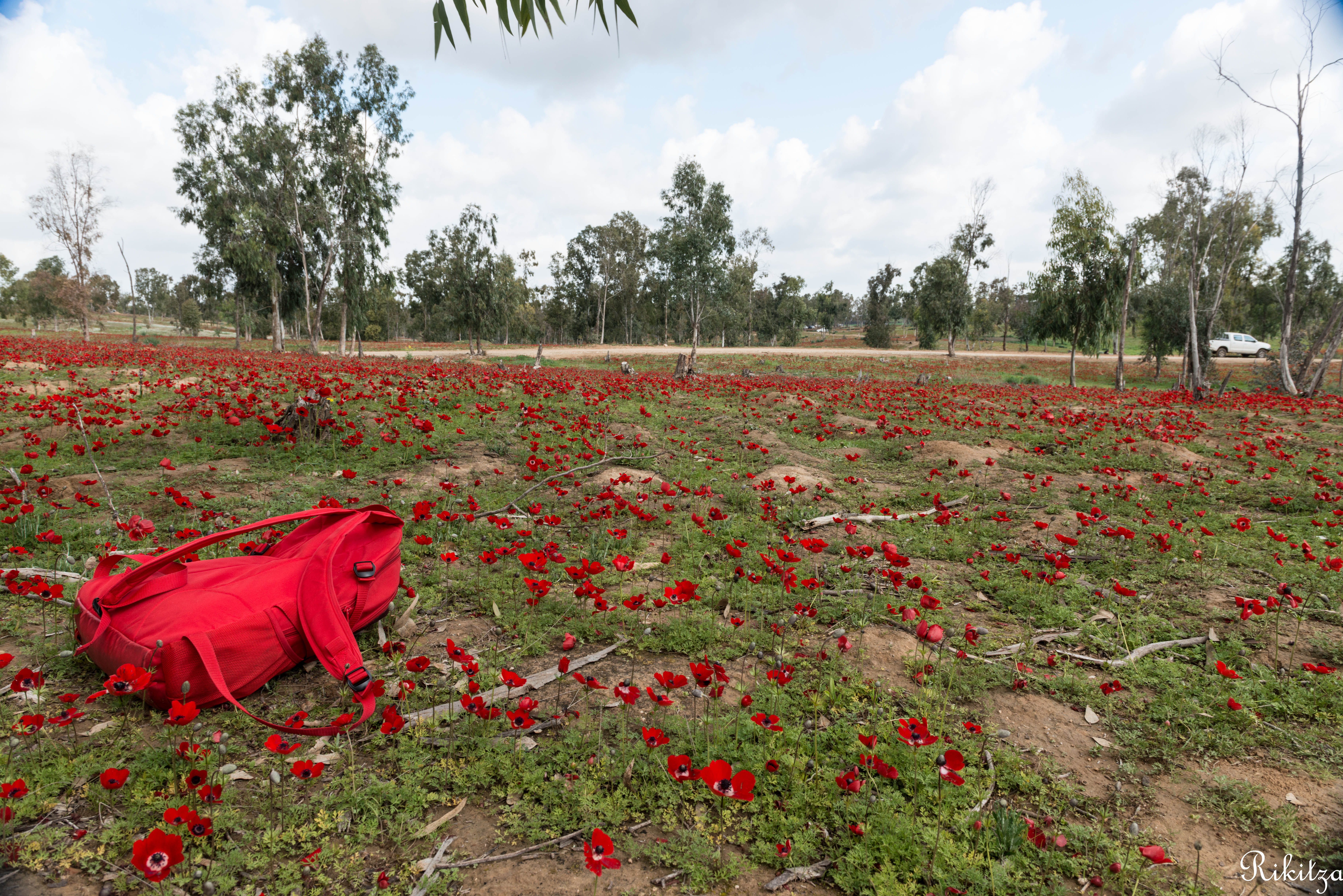 The Red Bag