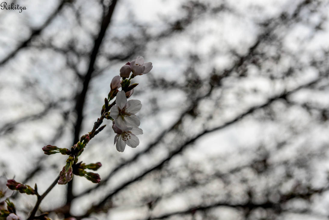 Sakura - Japan by Rikitza