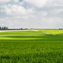 Green Fields