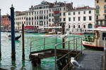 fascinating Venice - no tickets for birds by Rikitza