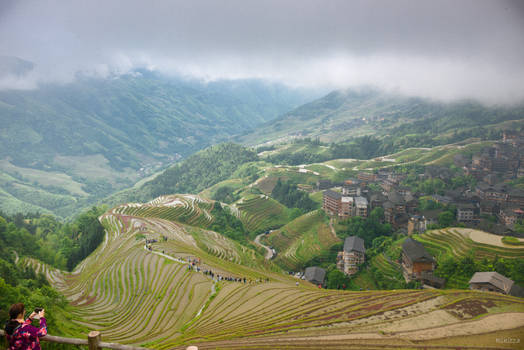surprising China - fog over rice fields