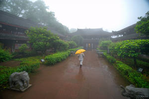 surprising China -yellow umbrella and elephants