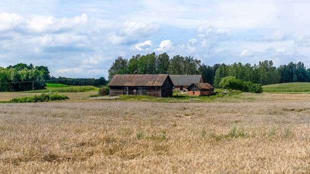 Golden Ground Under Blue Sky - 