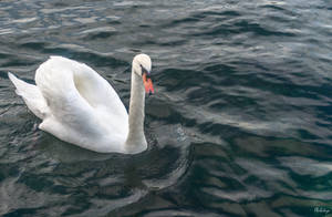 elegance on the Geneva lake