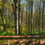 Happy Bulgaria - Sun concquering the forrest
