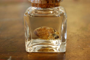 Preserved Squirrel Heart