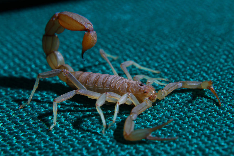 Scorpion Study 3