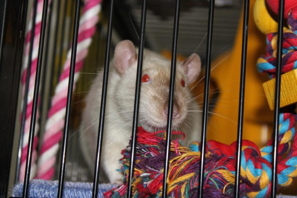 Smiley Riley by cheekyrats on DeviantArt