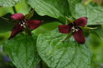 Red Trillium by jchsoad