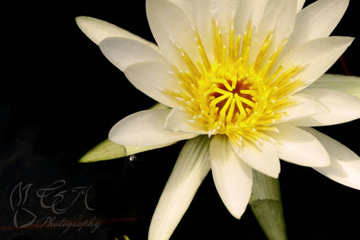 Water lily